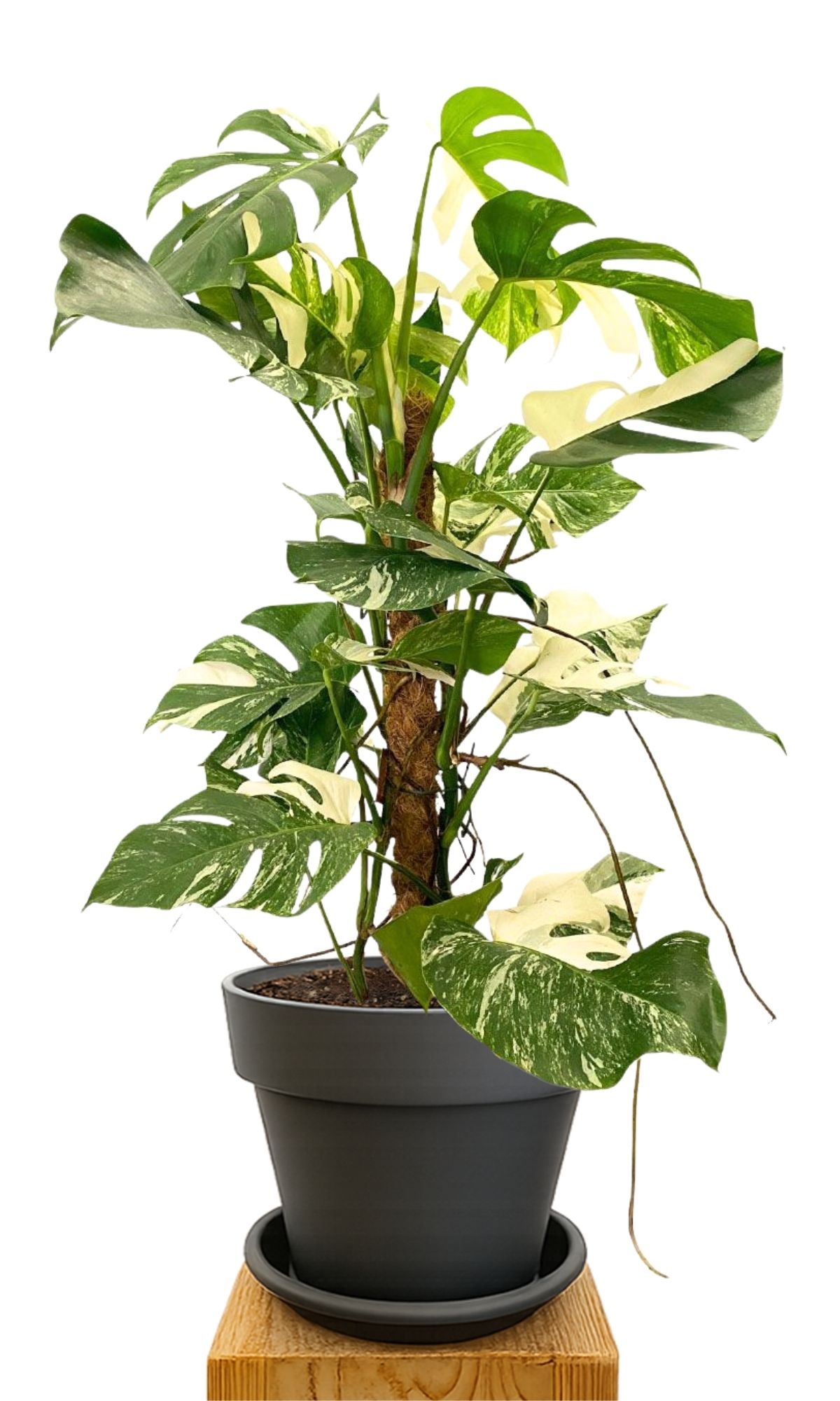 Plant kit 30 Anthracite